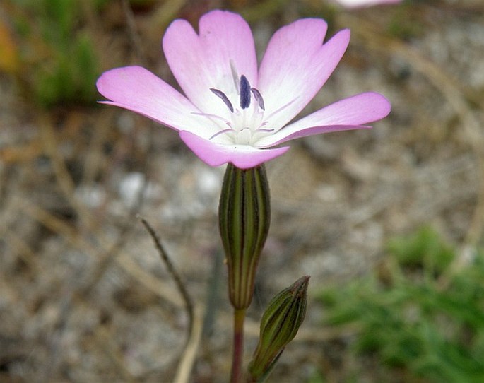 Silene coeli-rosa