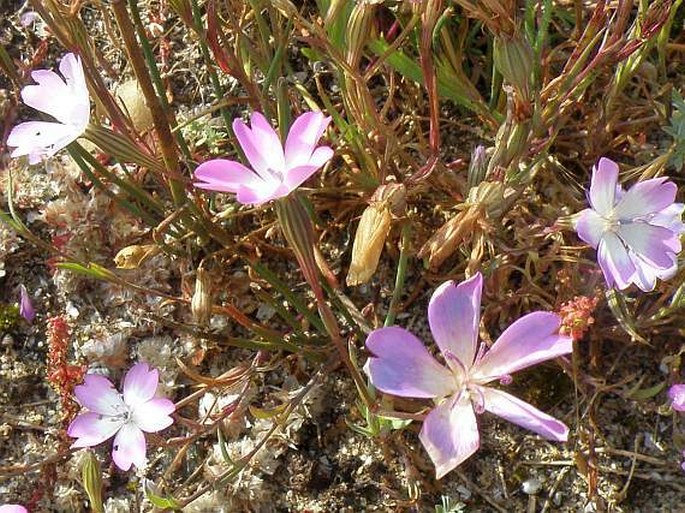 Silene coeli-rosa