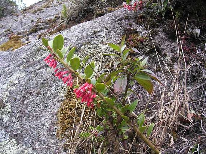 Thibaudia crenulata