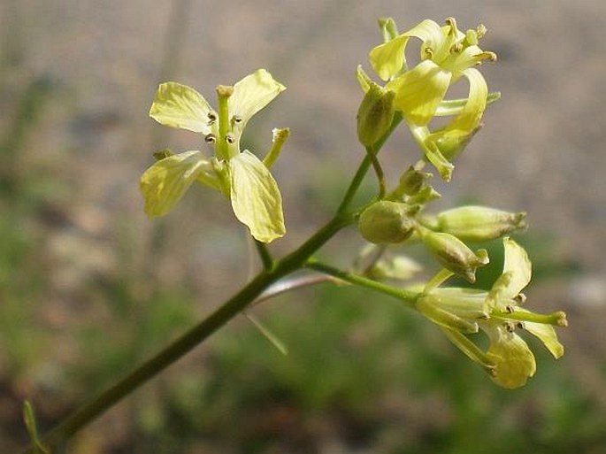 SISYMBRIUM ALTISSIMUM L. – hulevník vysoký / huľavník najvyšší