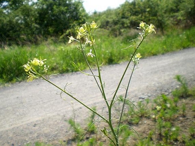 Sisymbrium altissimum