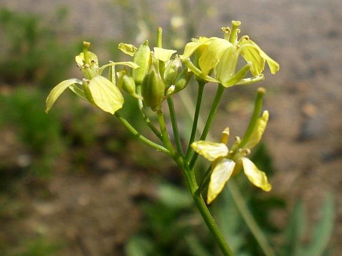 Sisymbrium altissimum