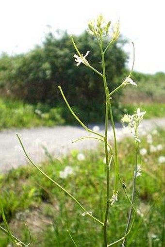 Sisymbrium altissimum