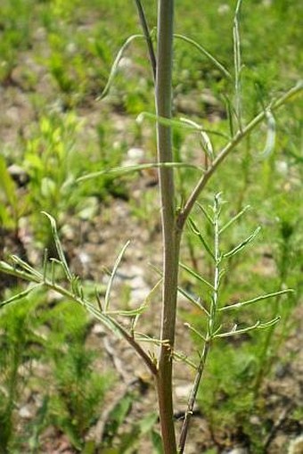 Sisymbrium altissimum