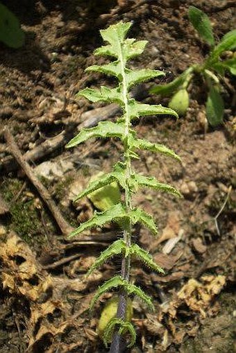 Sisymbrium altissimum