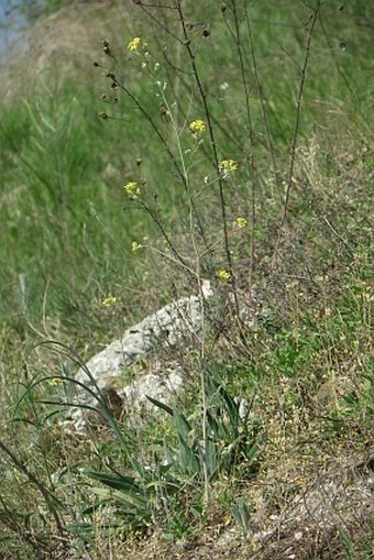 Sisymbrium orientale