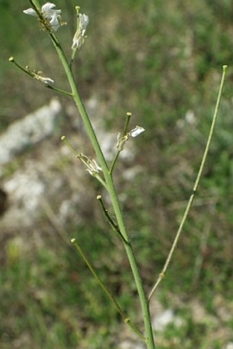 Sisymbrium orientale