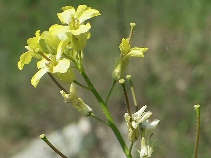 SISYMBRIUM ORIENTALE L. subsp. ORIENTALE - hulevník východní pravý / huľavník východný pravý