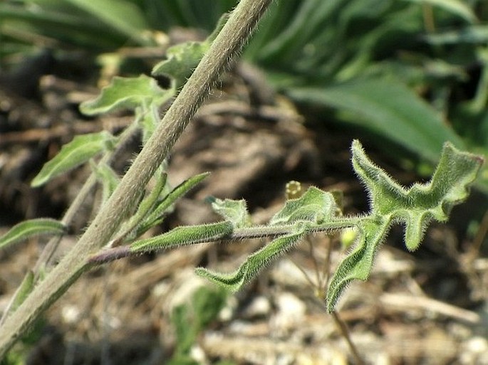 Sisymbrium orientale