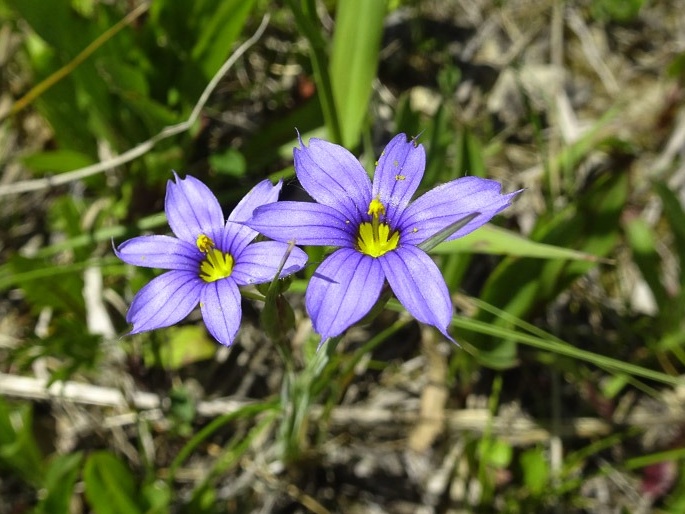 Sisyrinchium montanum