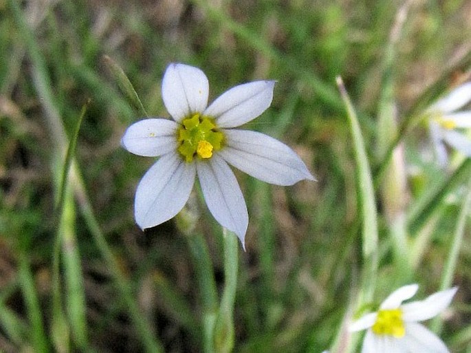 Sisyrinchium septentrionale