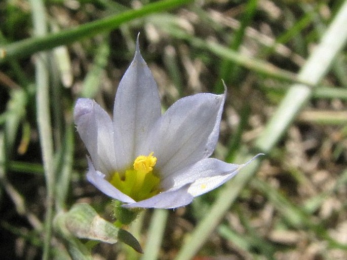 Sisyrinchium septentrionale