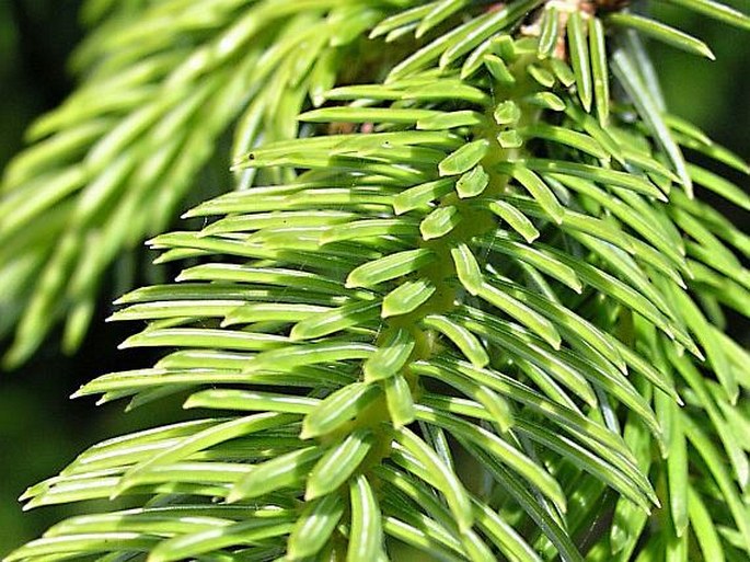 Picea sitchensis