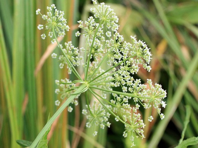 Sium latifolium