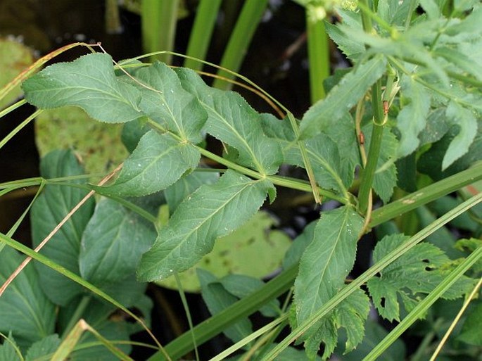 Sium latifolium