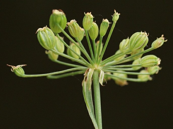 Sium latifolium