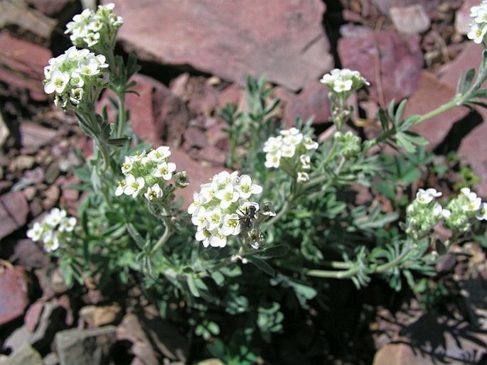 Smelowskia americana