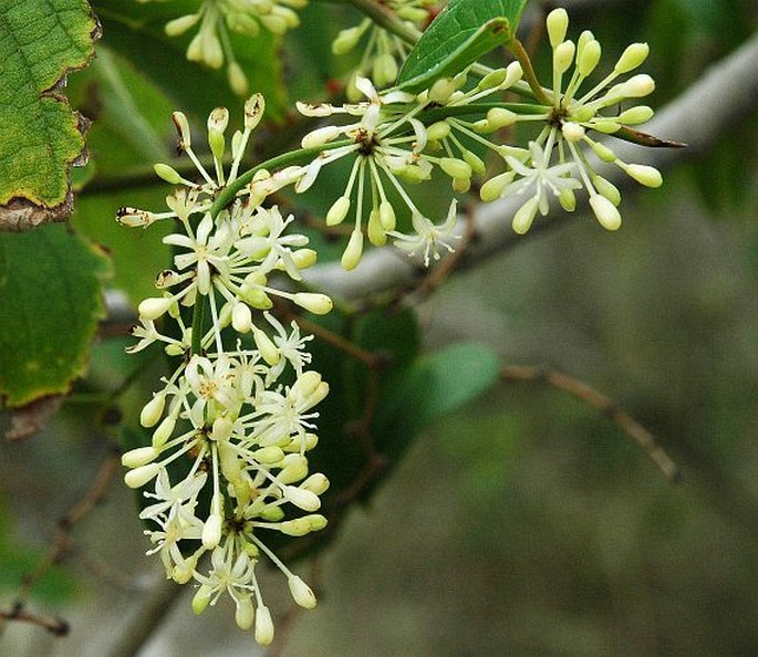 Smilax aspera