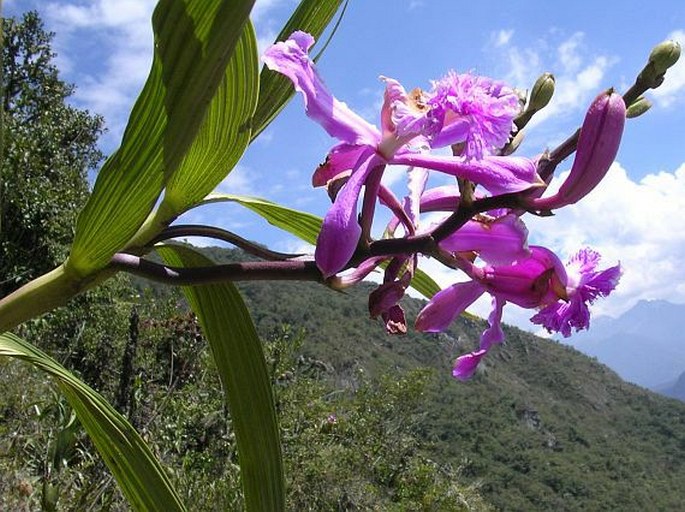 Sobralia dichotoma