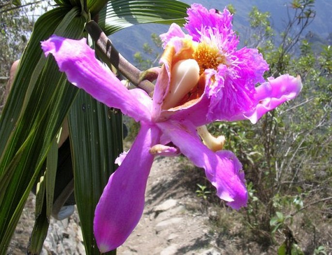 Sobralia dichotoma