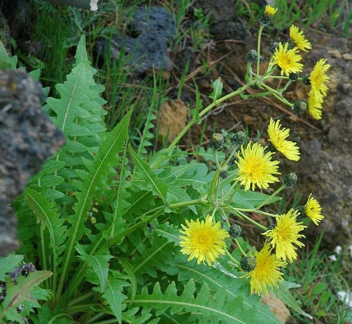 Sonchus hierrensis