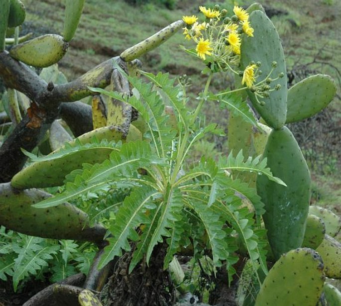 Sonchus hierrensis