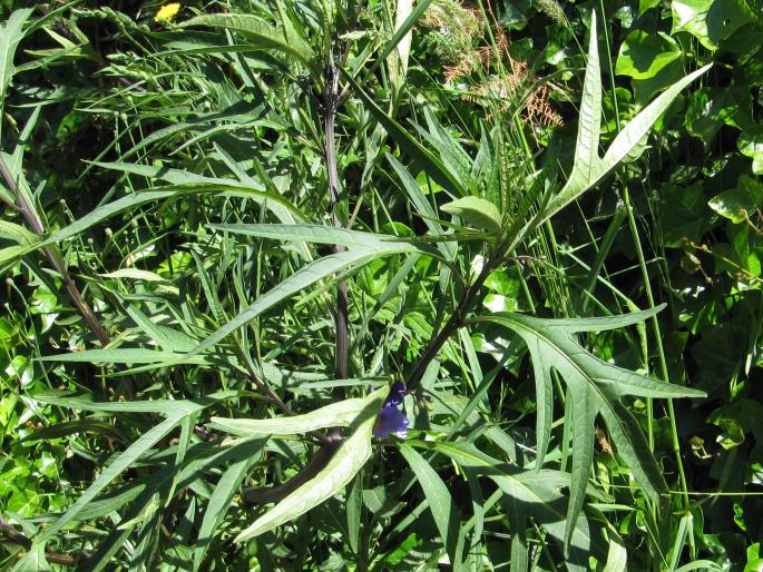 Solanum laciniatum