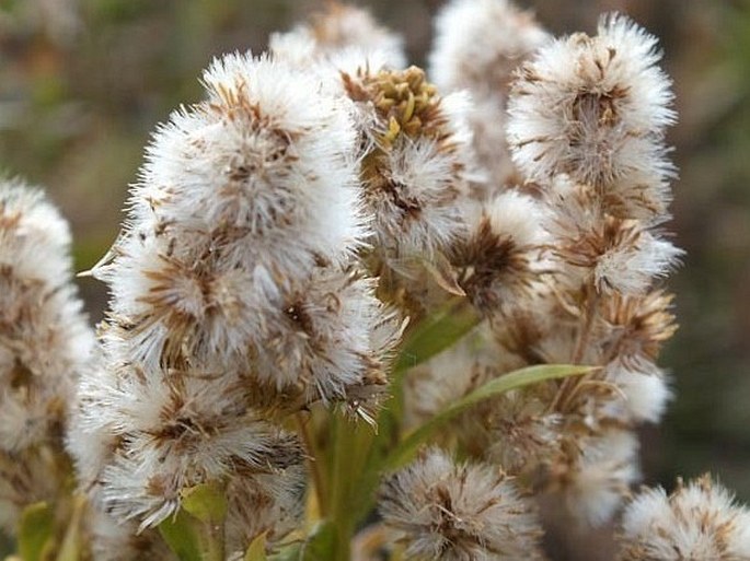 Solidago gigantea