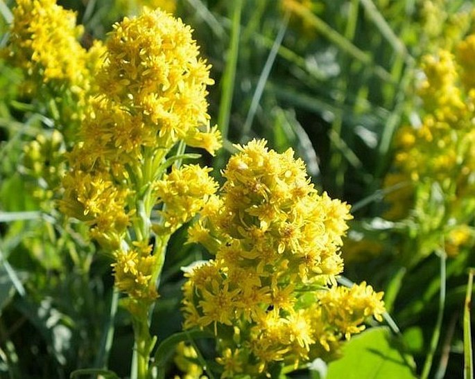 Solidago missouriensis