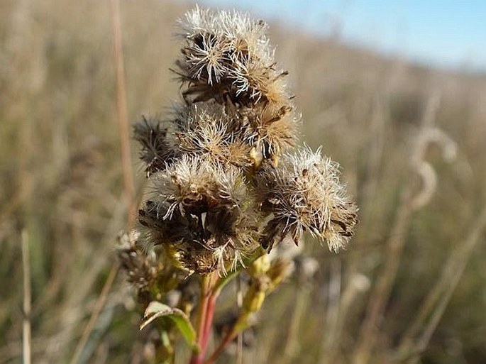 Solidago missouriensis