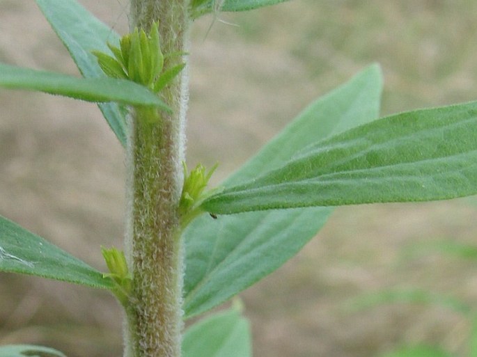 Solidago canadensis