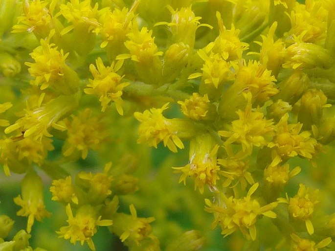 Solidago canadensis