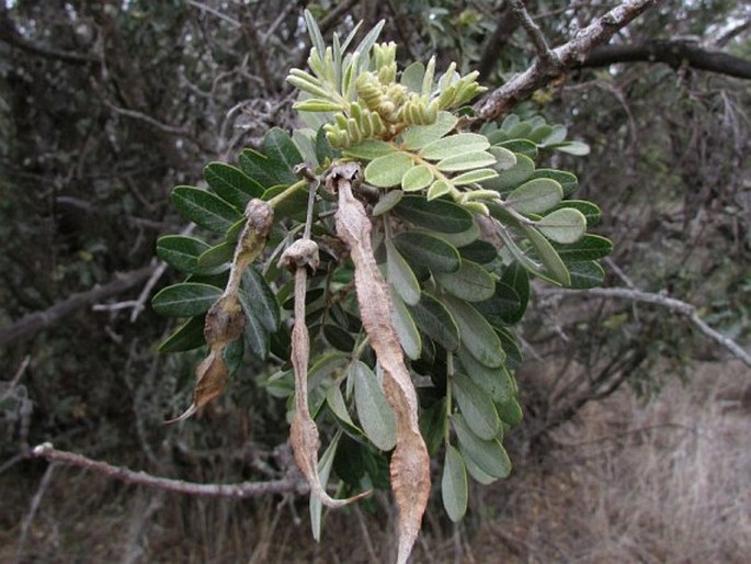 Sophora chrysophylla