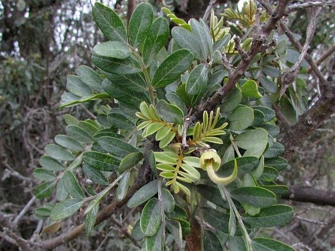 Sophora chrysophylla