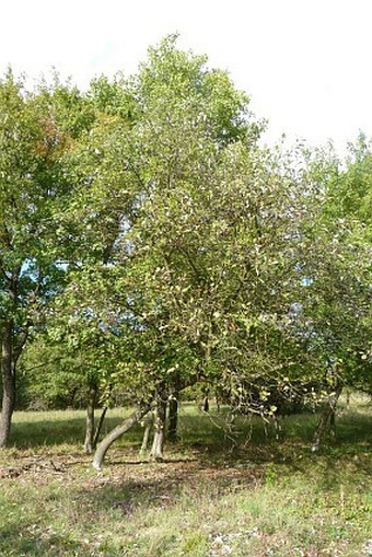 Sorbus barrandienica