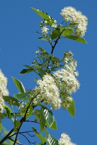 Sorbus barrandienica