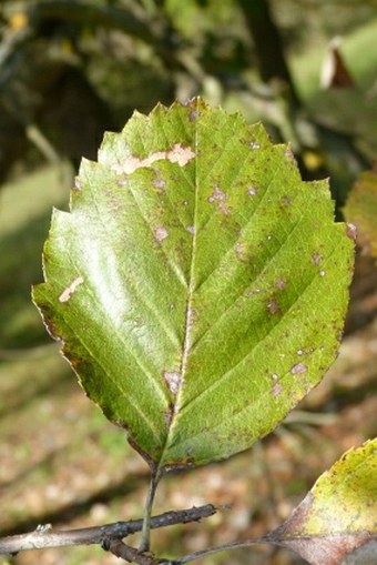 Sorbus barrandienica