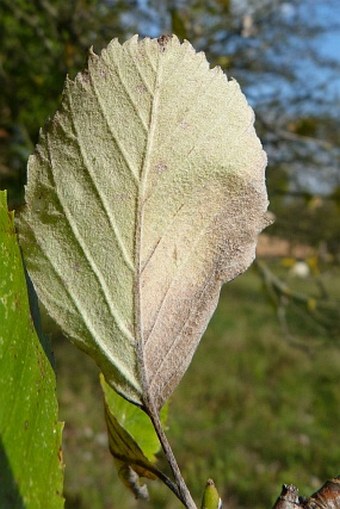 Sorbus barrandienica