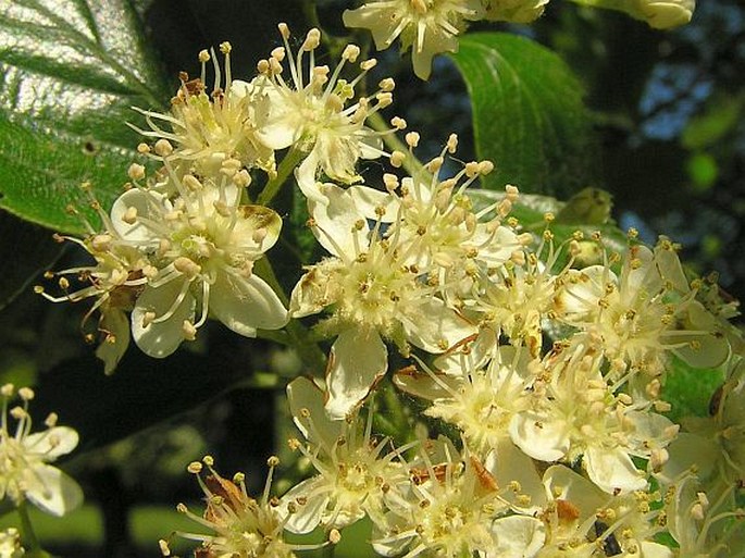 Sorbus barrandienica