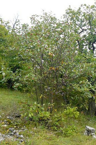 Sorbus eximia