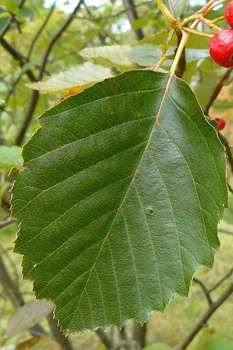 Sorbus eximia