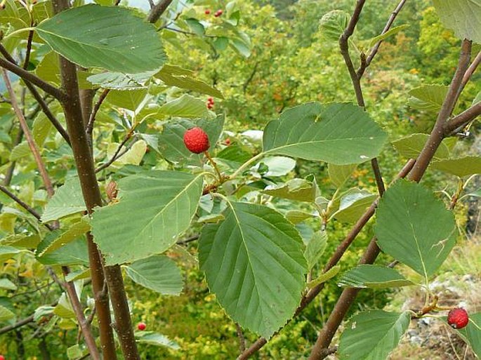 Sorbus eximia