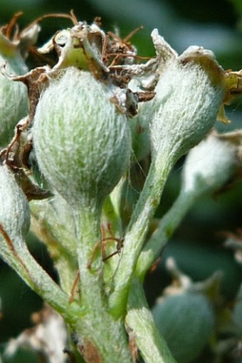 Sorbus omissa