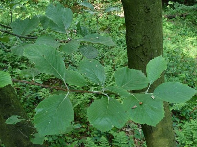 Sorbus omissa