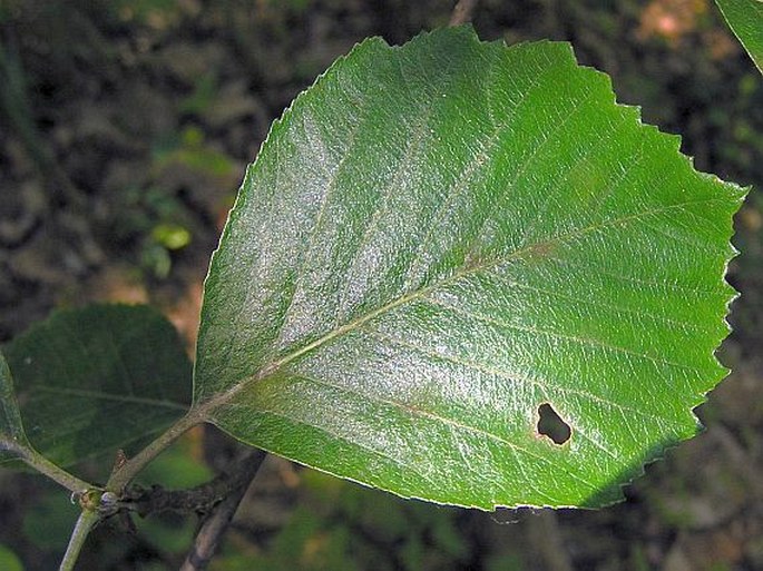 Sorbus omissa