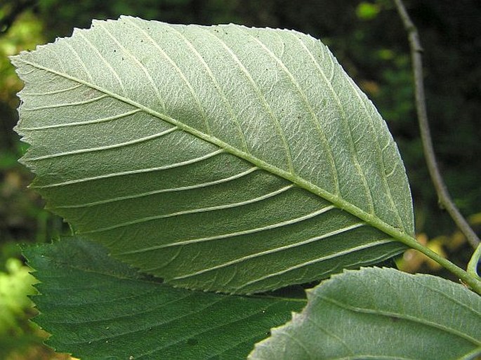 Sorbus omissa