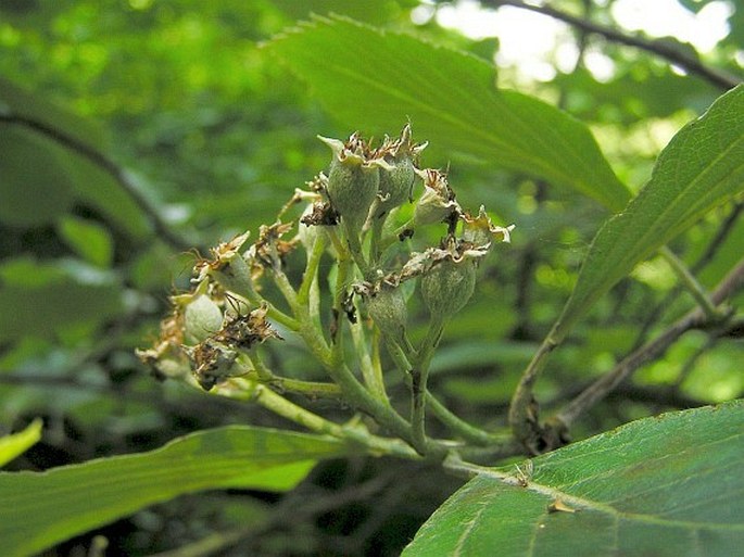 Sorbus omissa