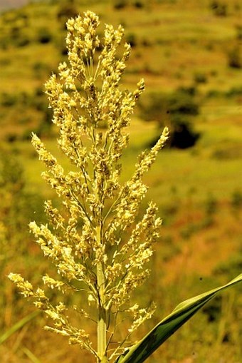 Sorghum bicolor