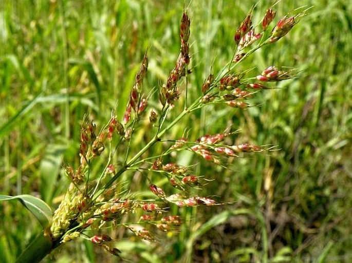 SORGHUM BICOLOR (L.) Moench – čirok obecný