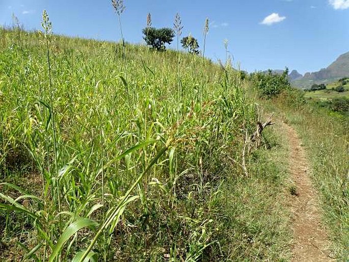 Sorghum bicolor